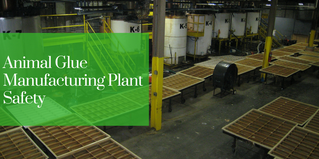 Animal Glue Manufacturing Plant Safety